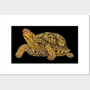 Box Turtle Posters and Art